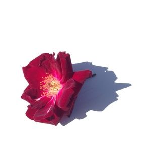 Meet your Posher, Ollie